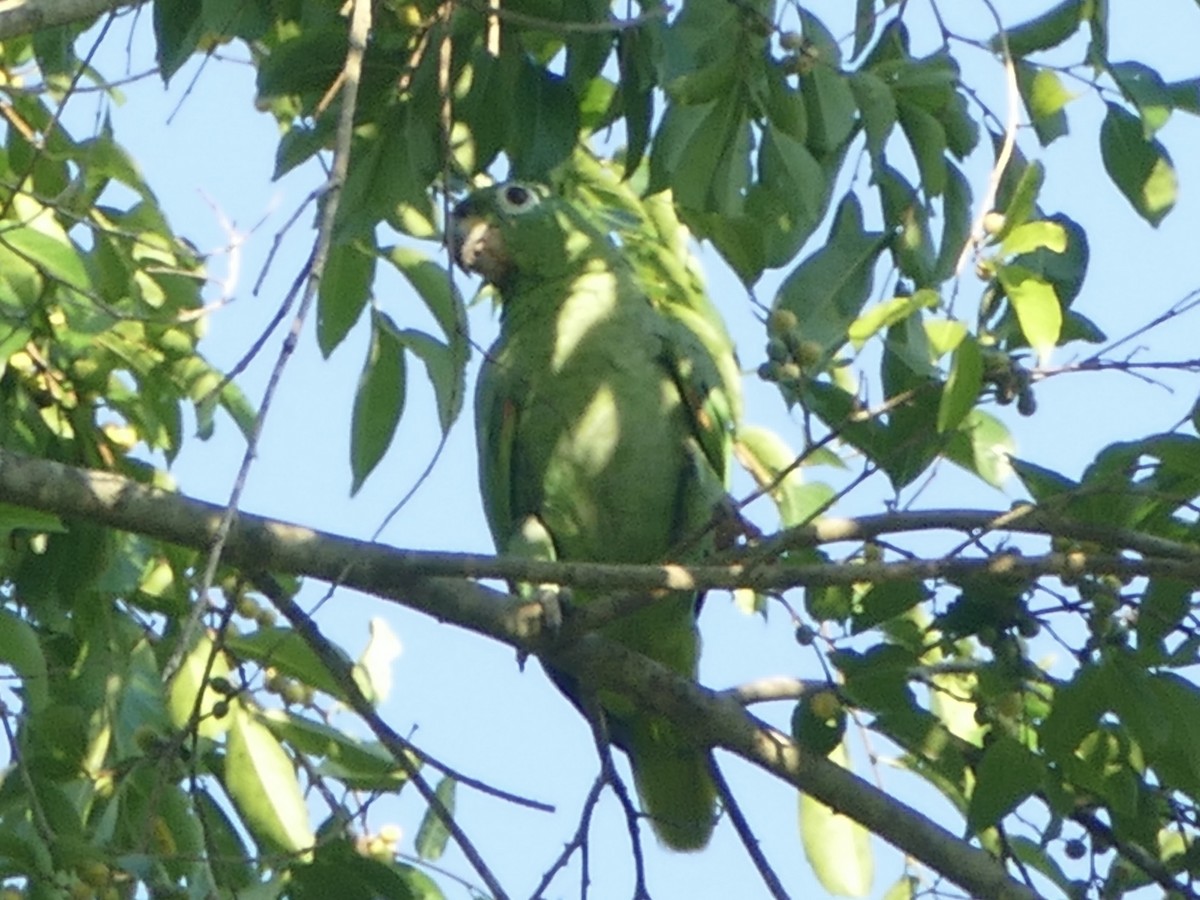 Mealy Parrot (Southern) - ML610744872