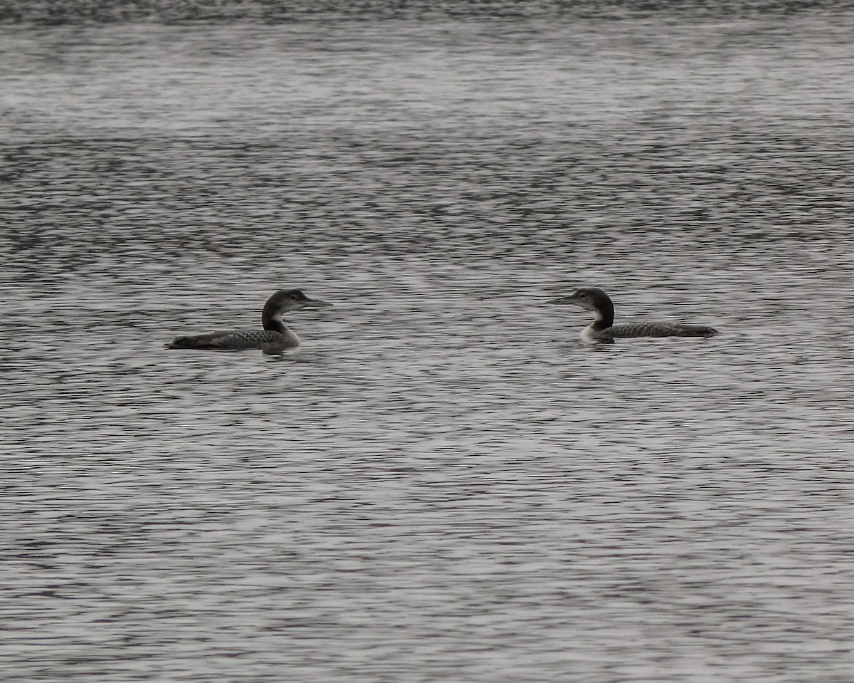 eBird Checklist 4 Nov 2023 Nimisila Reservoir 12 species
