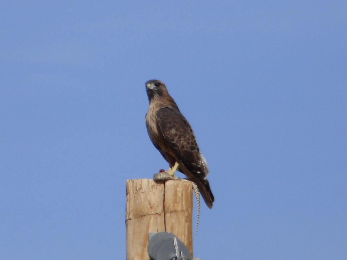 Red-tailed Hawk - ML610745143