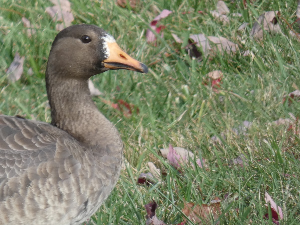 Greater White-fronted Goose - ML610745265
