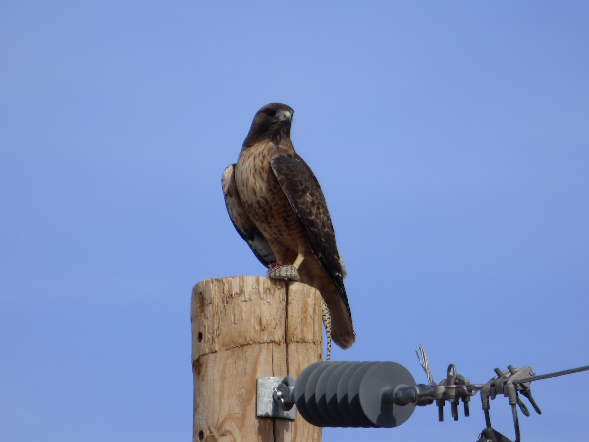 Red-tailed Hawk - ML610745698