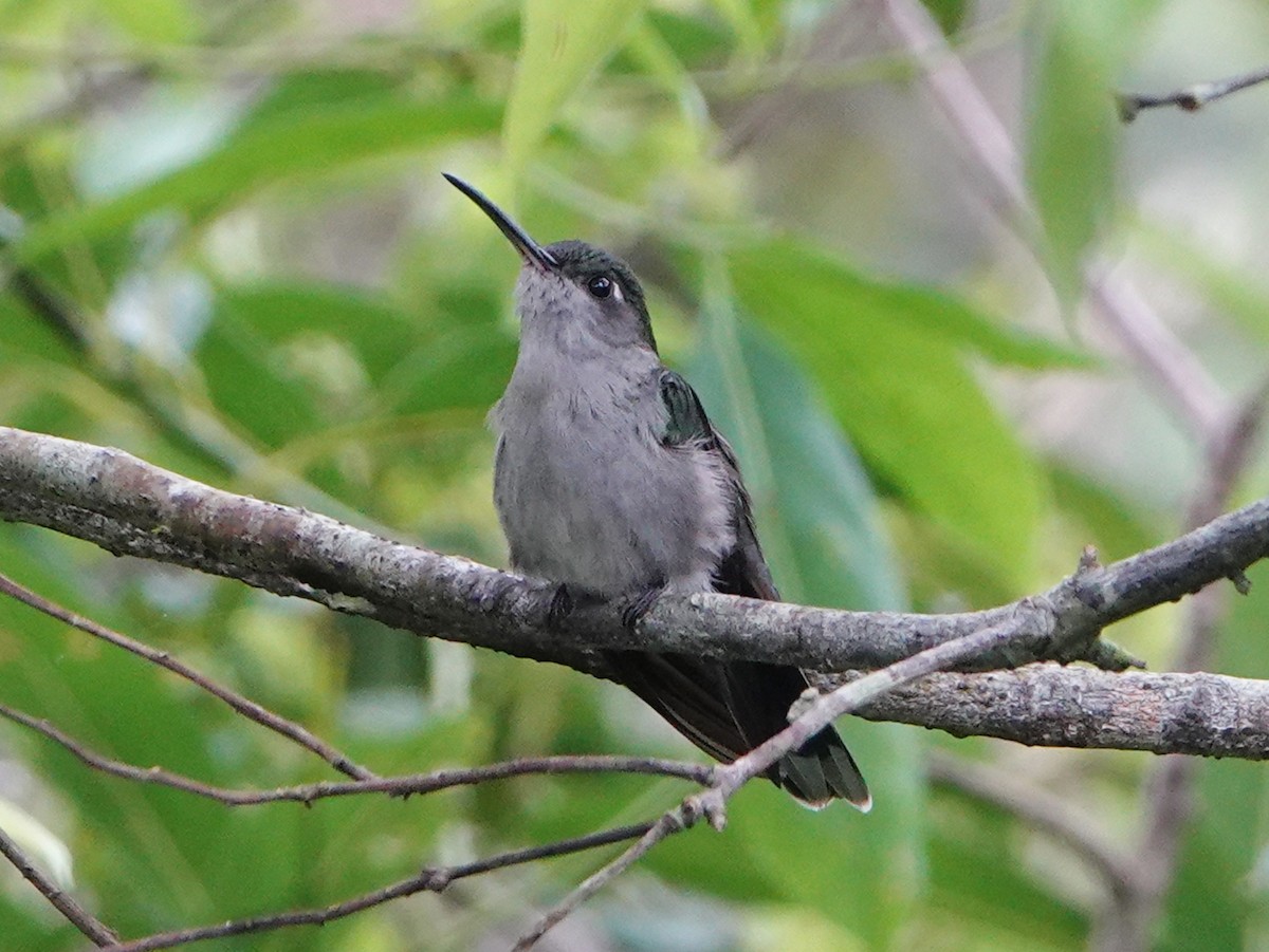 Gray-breasted Sabrewing (obscurus) - ML610745806