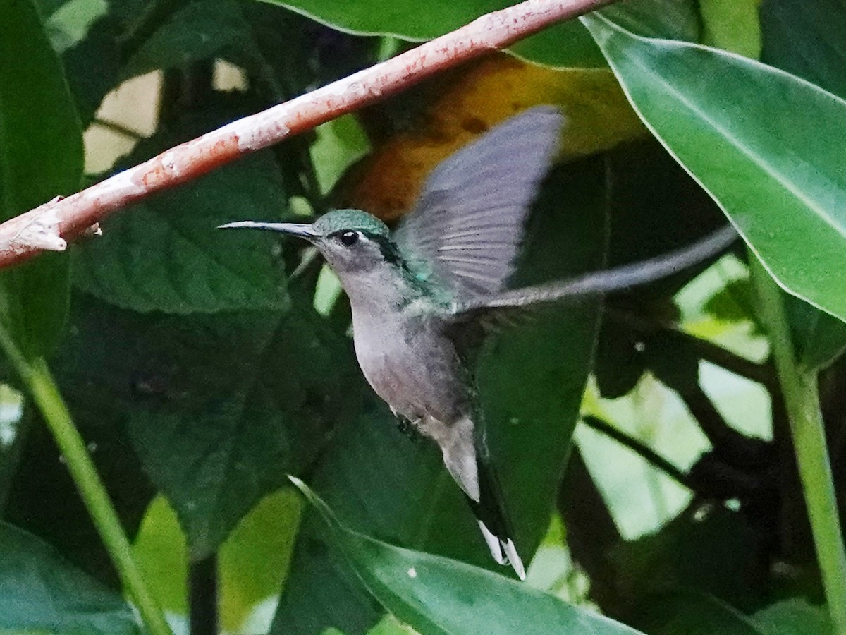 Gray-breasted Sabrewing (obscurus) - ML610745807