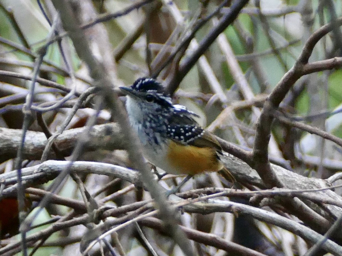 Rondonia Warbling-Antbird - Peter Kaestner