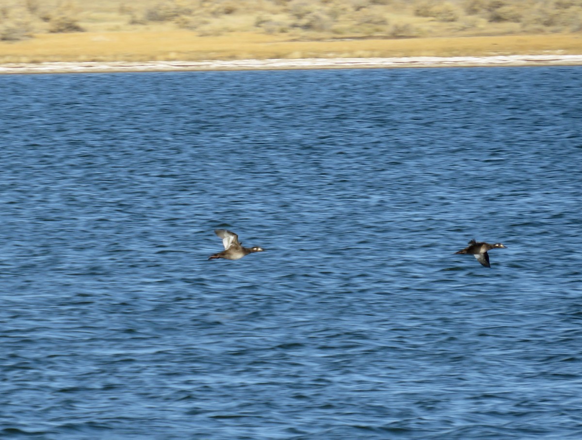 eBird Checklist 4 Nov 2023 Laramie Plains LakesTwin Buttes Lake