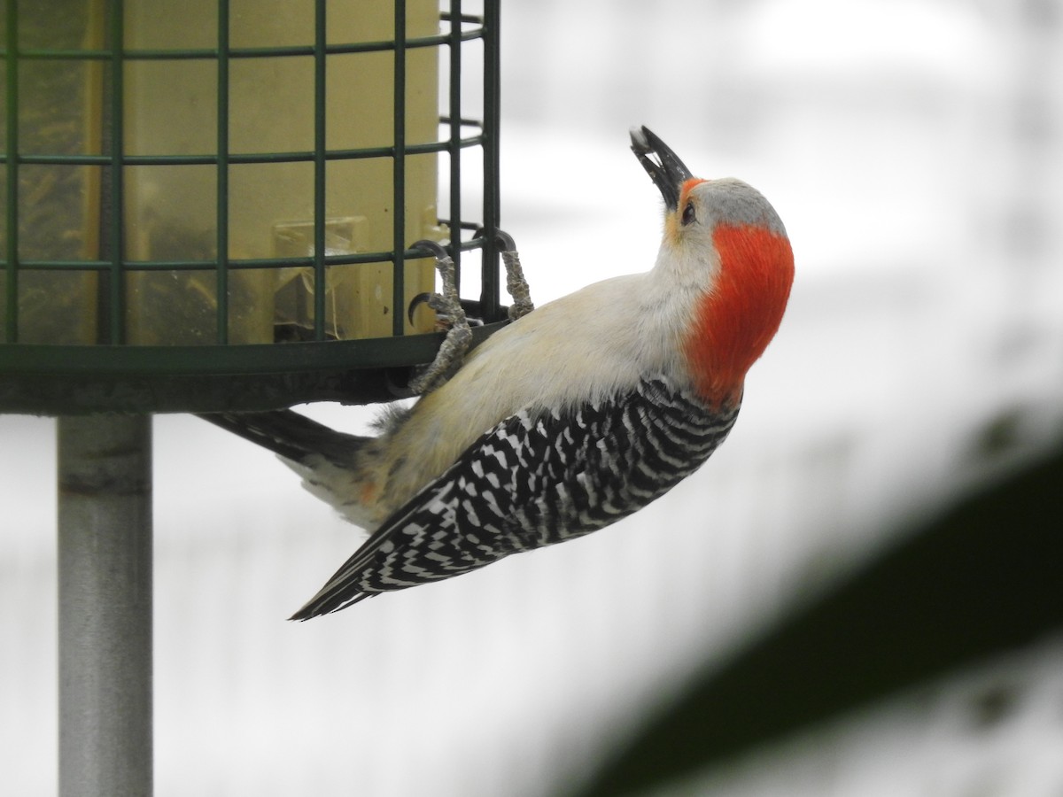 Red-bellied Woodpecker - Dennis S Main