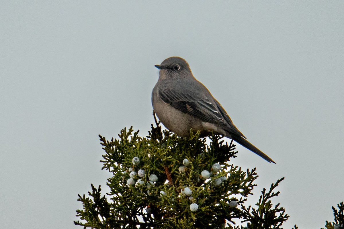 Townsend's Solitaire - ML610747042