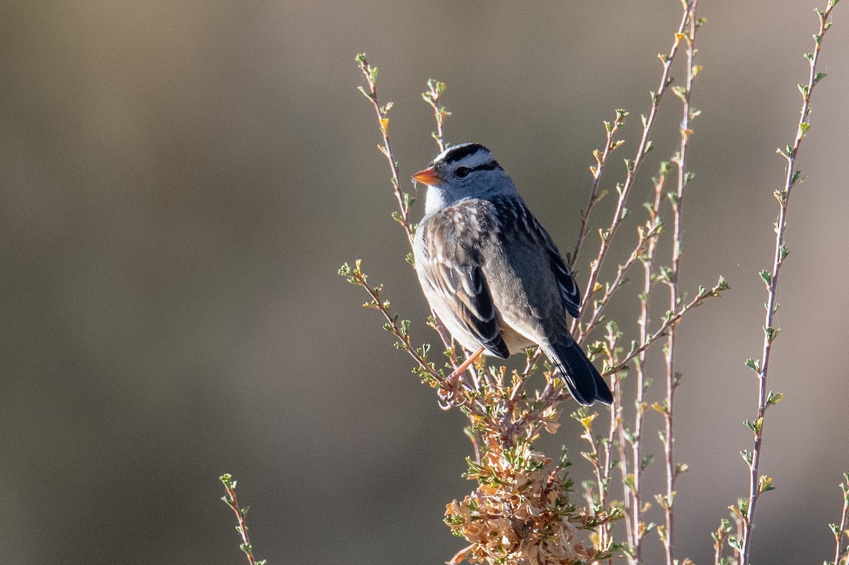 White-crowned Sparrow - ML610747061