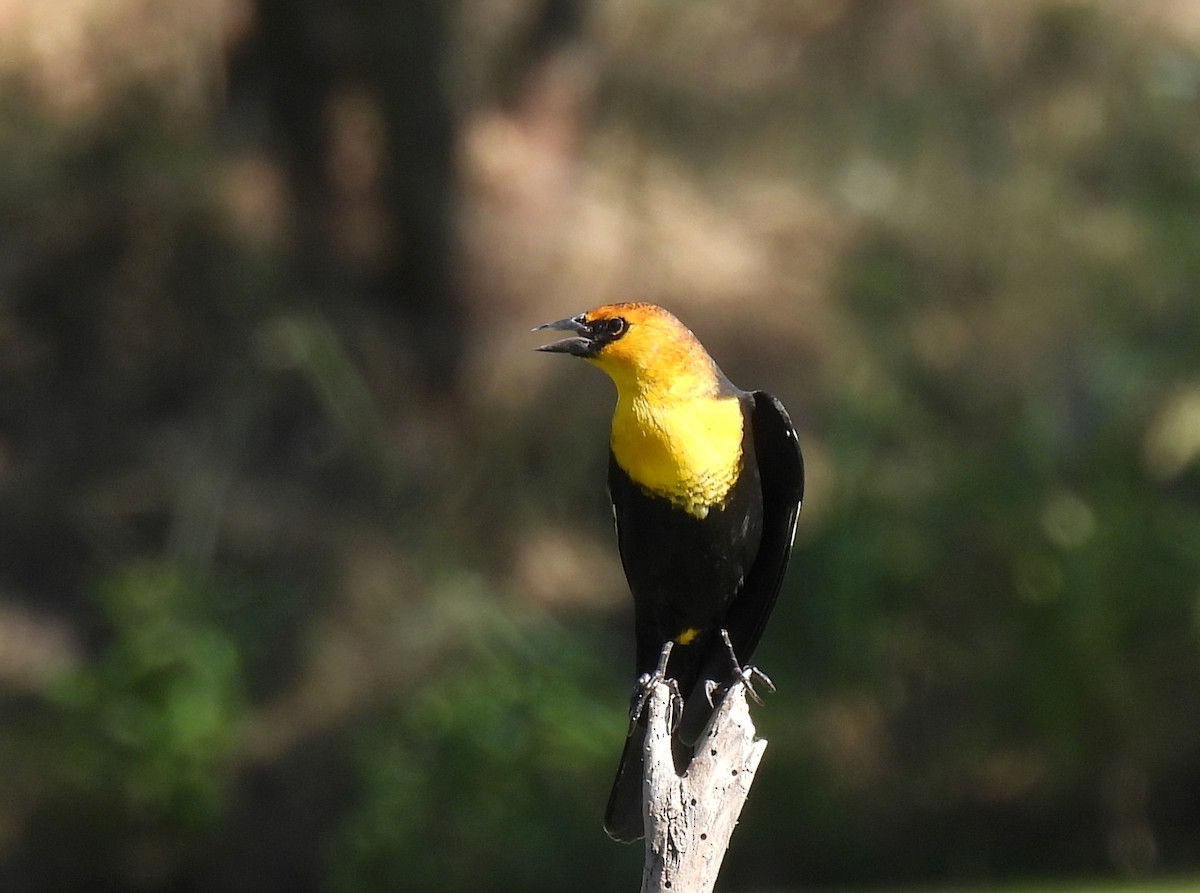 Yellow-headed Blackbird - ML610747269