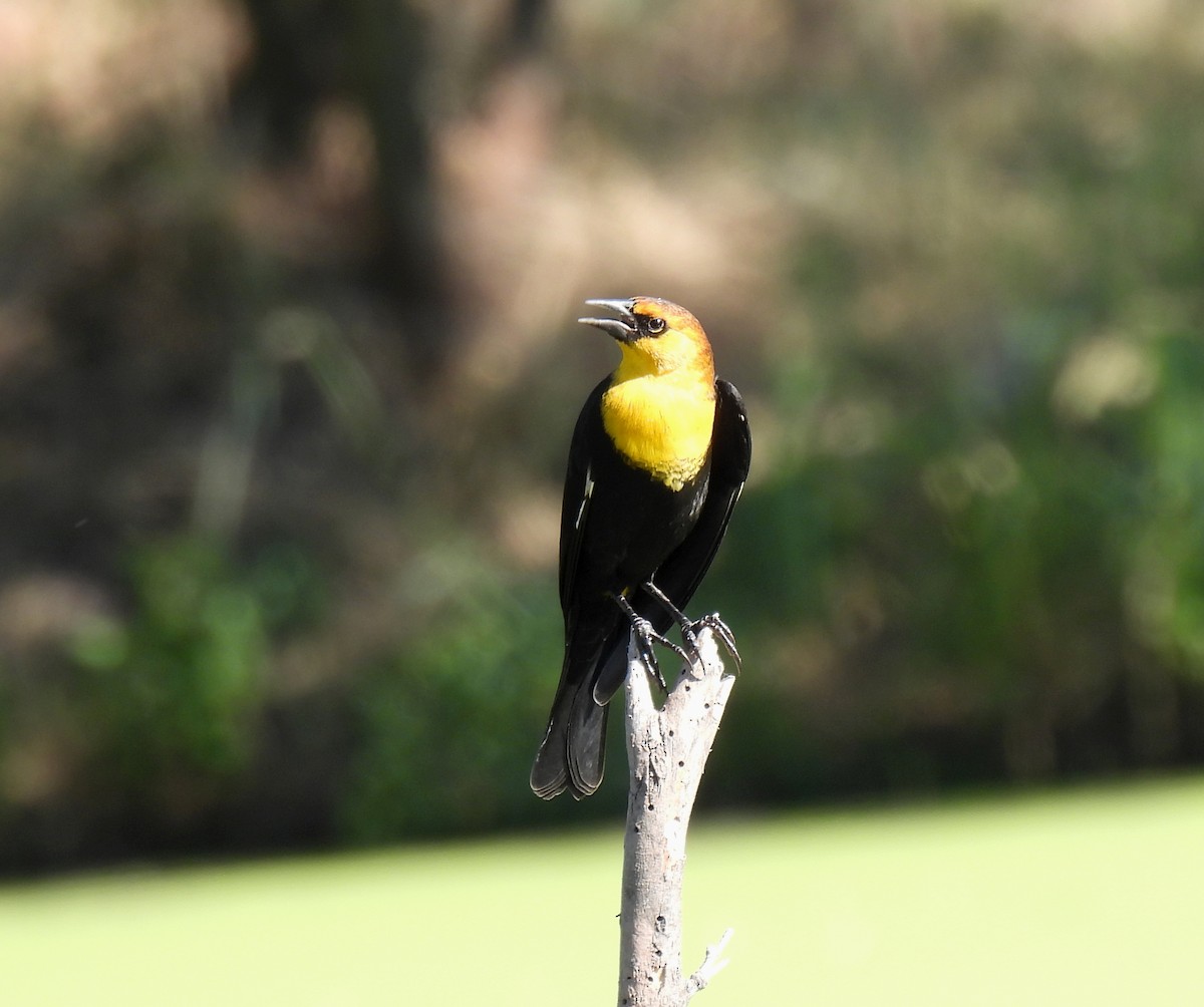 Yellow-headed Blackbird - ML610747270