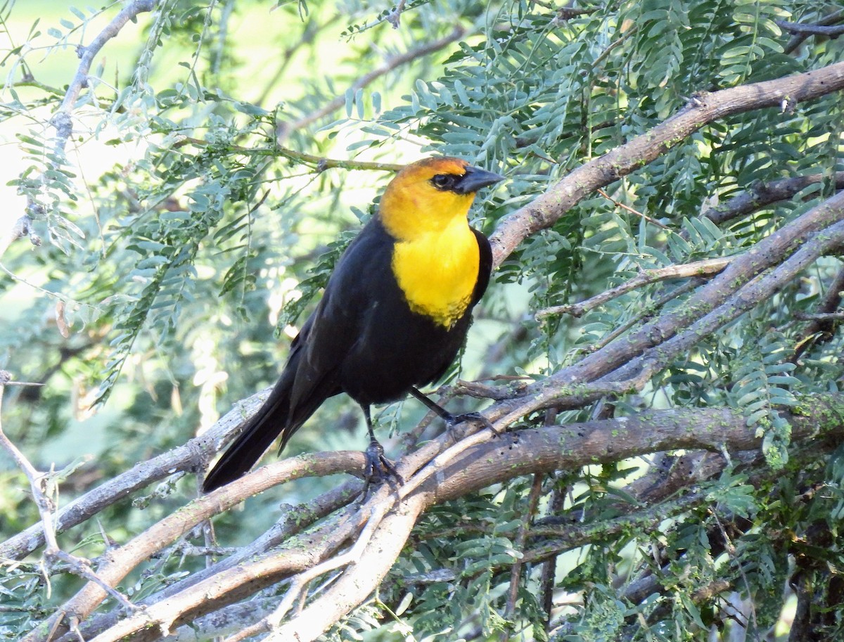 Yellow-headed Blackbird - ML610747271