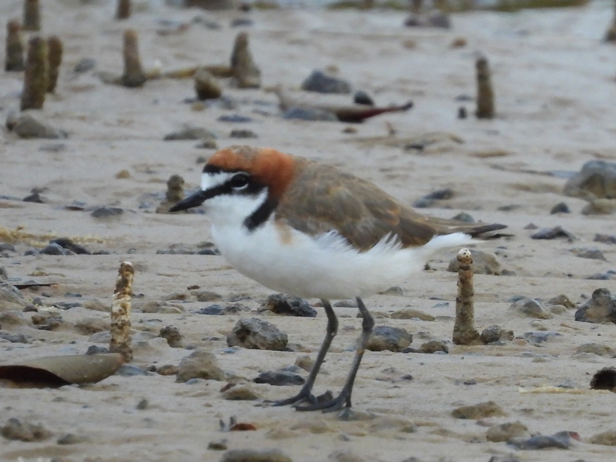Red-capped Plover - ML610747465