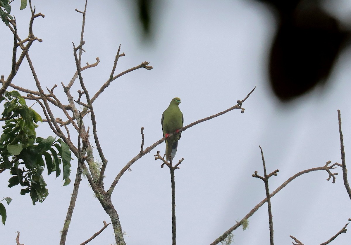 Суматранский зелёный голубь - ML610747590