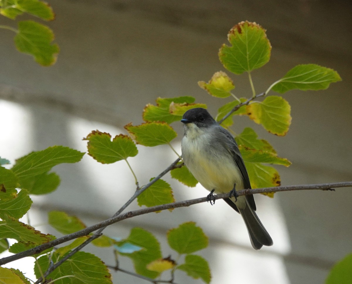 eBird Checklist 25 Oct 2023 171 Centerville Road, Bridgewater