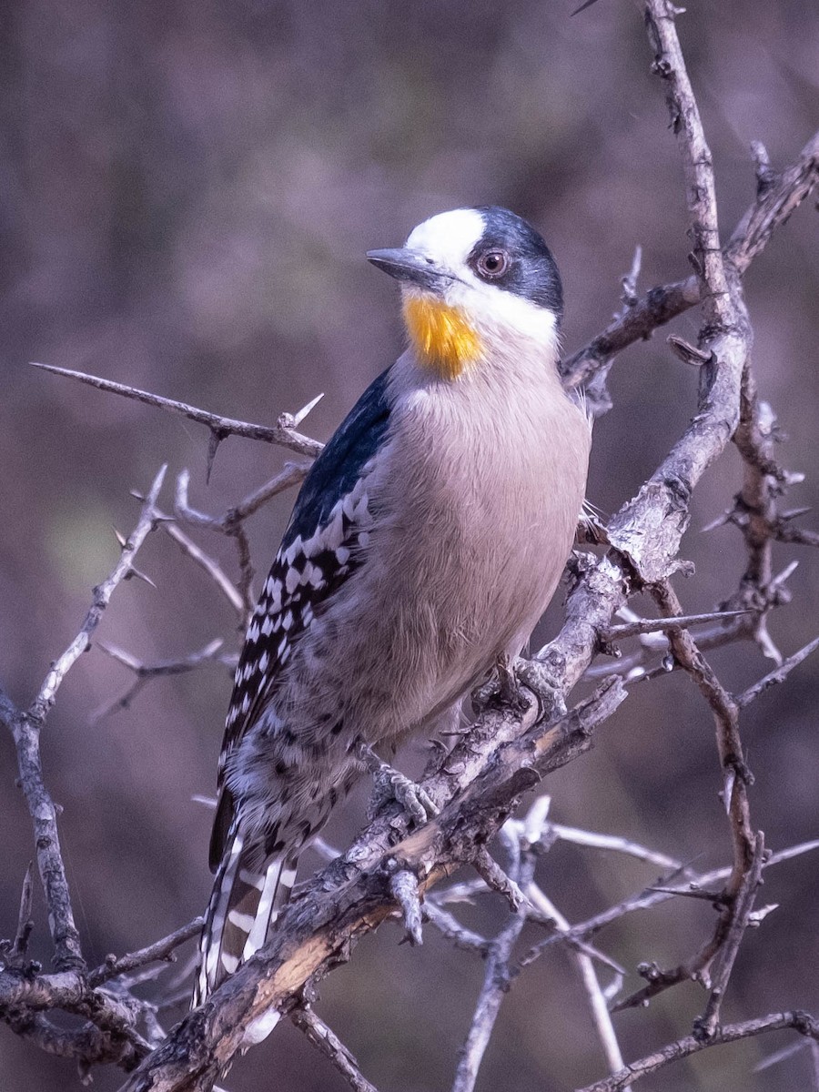 White-fronted Woodpecker - German Baldi
