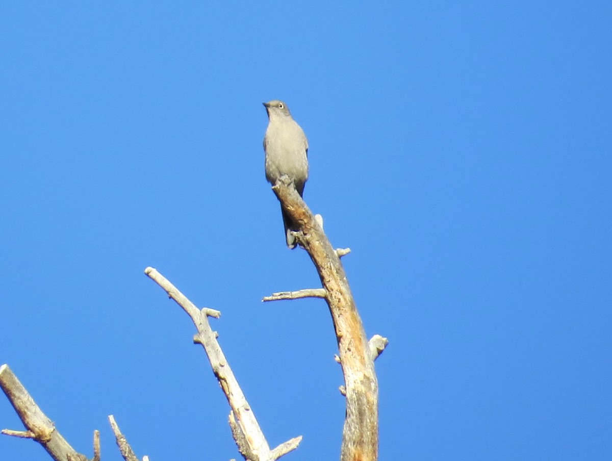 Townsend's Solitaire - ML610748664