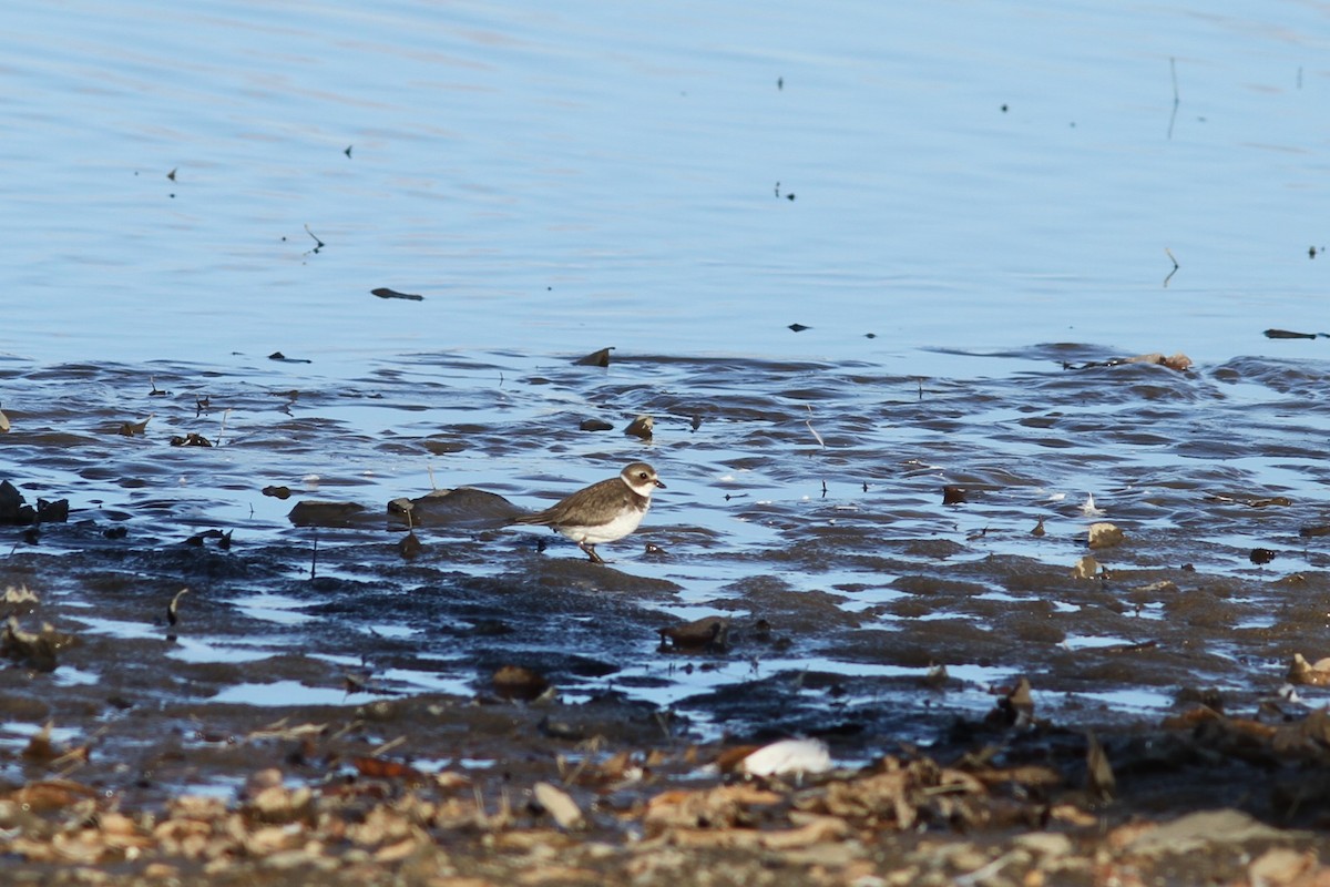 Semipalmated Plover - ML610749274