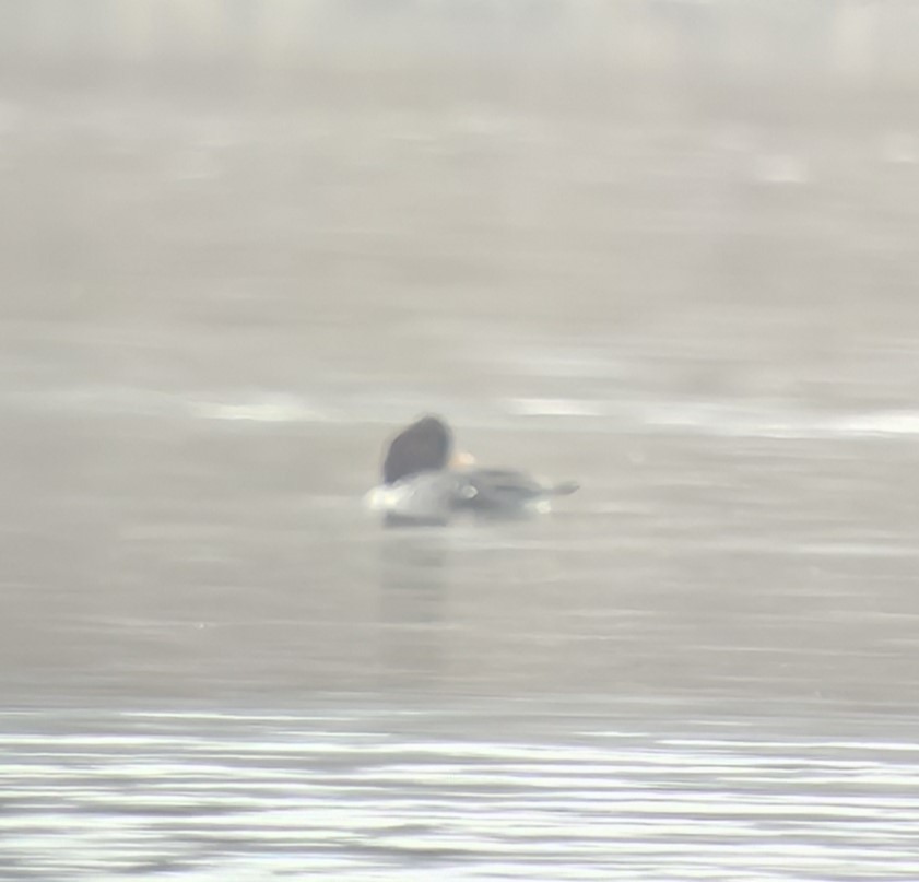 Barrow's Goldeneye - ML610749598