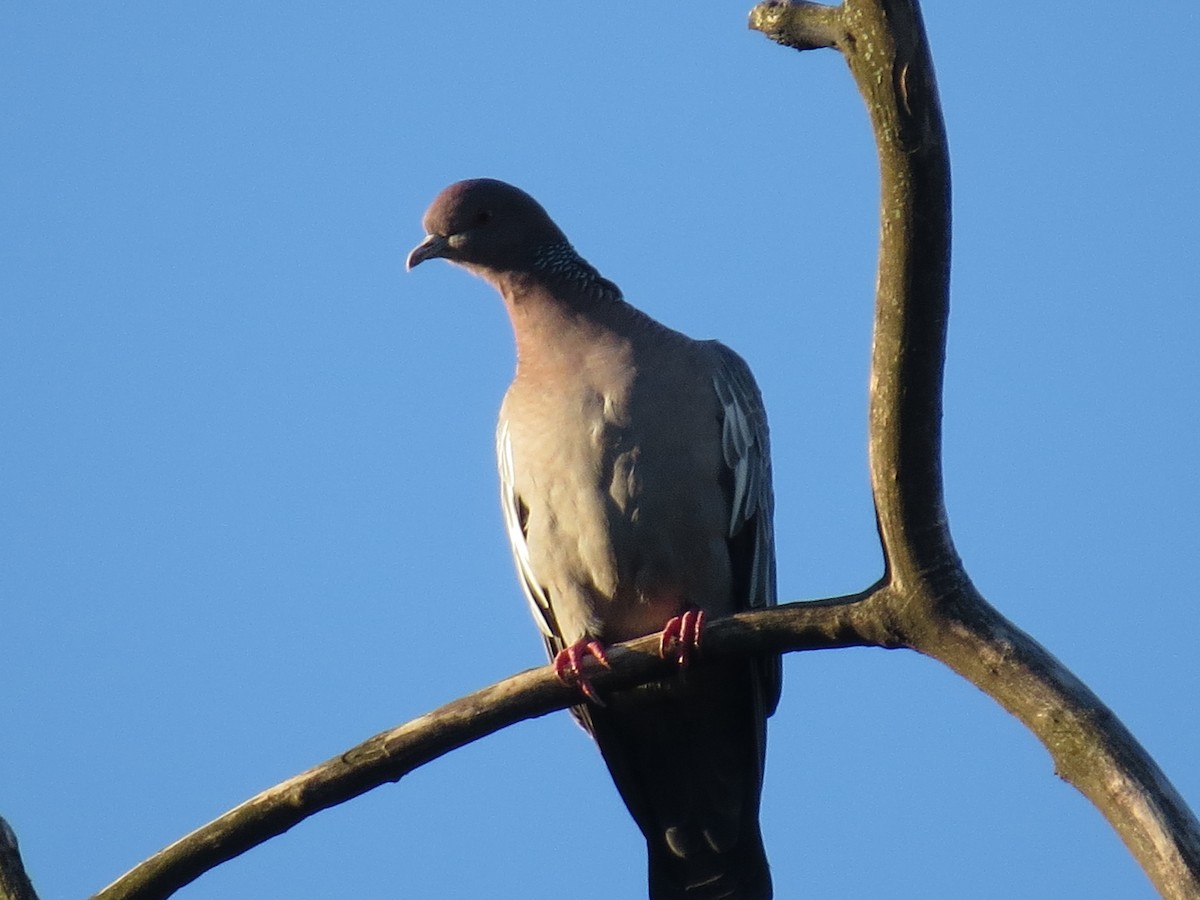 Pigeon picazuro - ML610749606