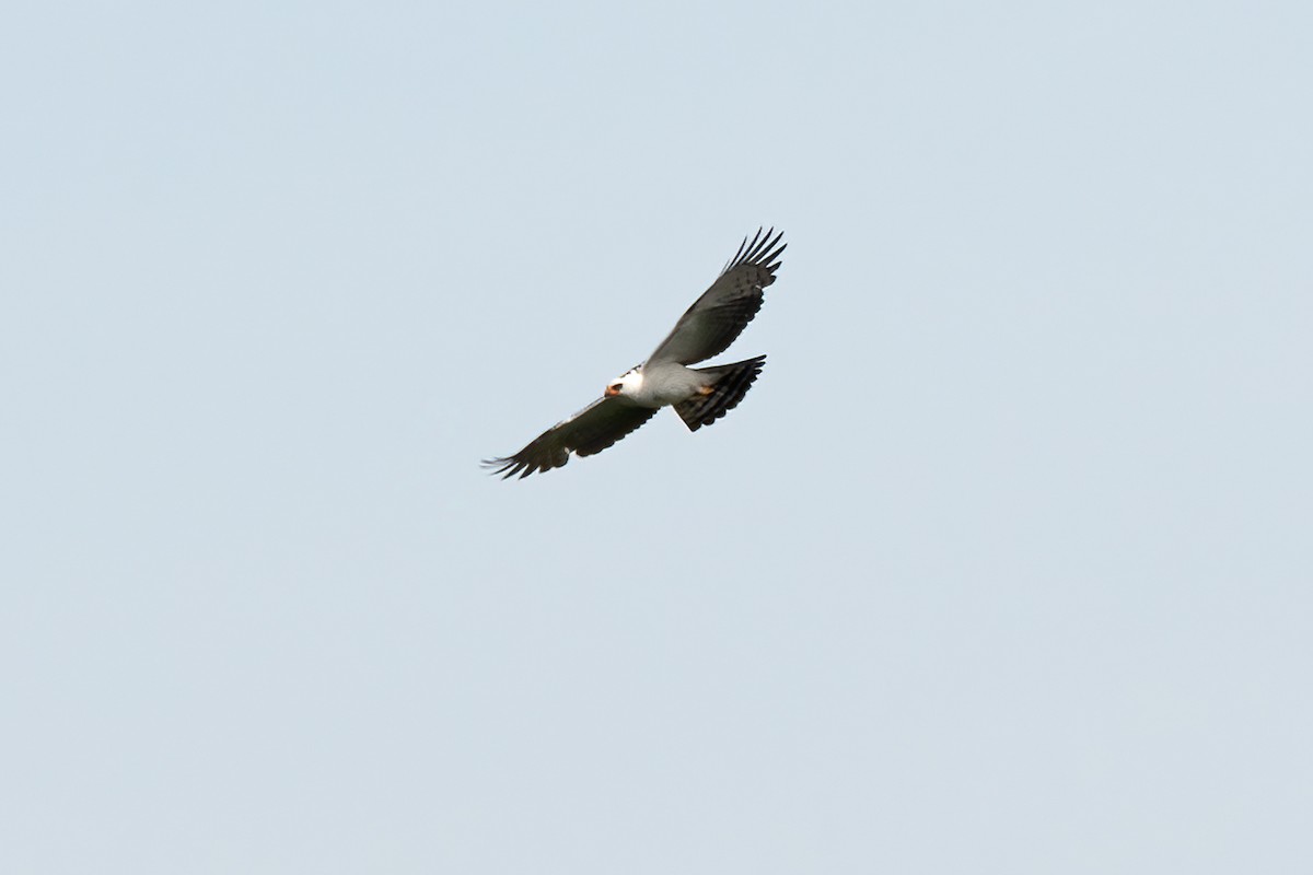 Black-and-white Hawk-Eagle - ML610749885