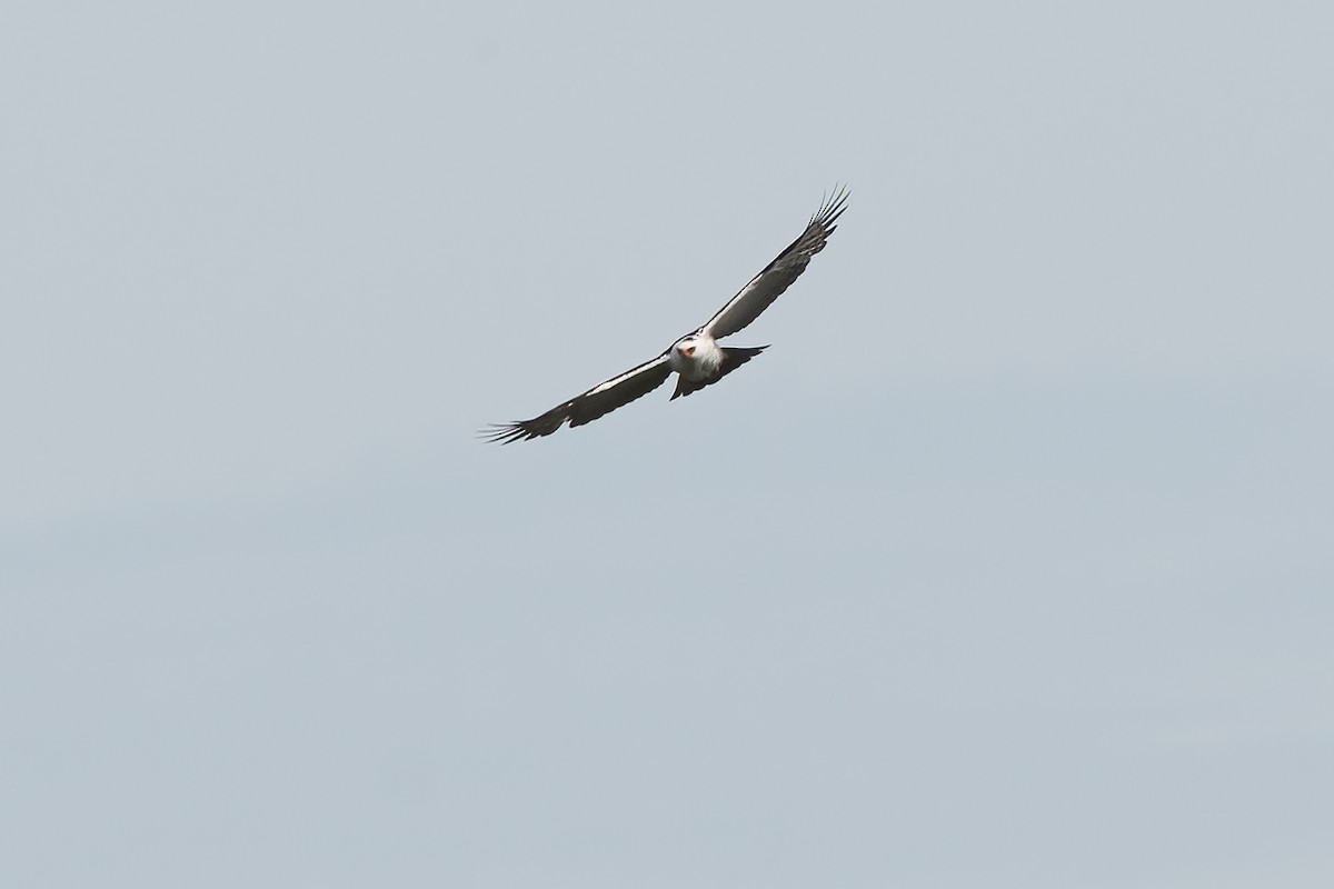 Black-and-white Hawk-Eagle - ML610749890