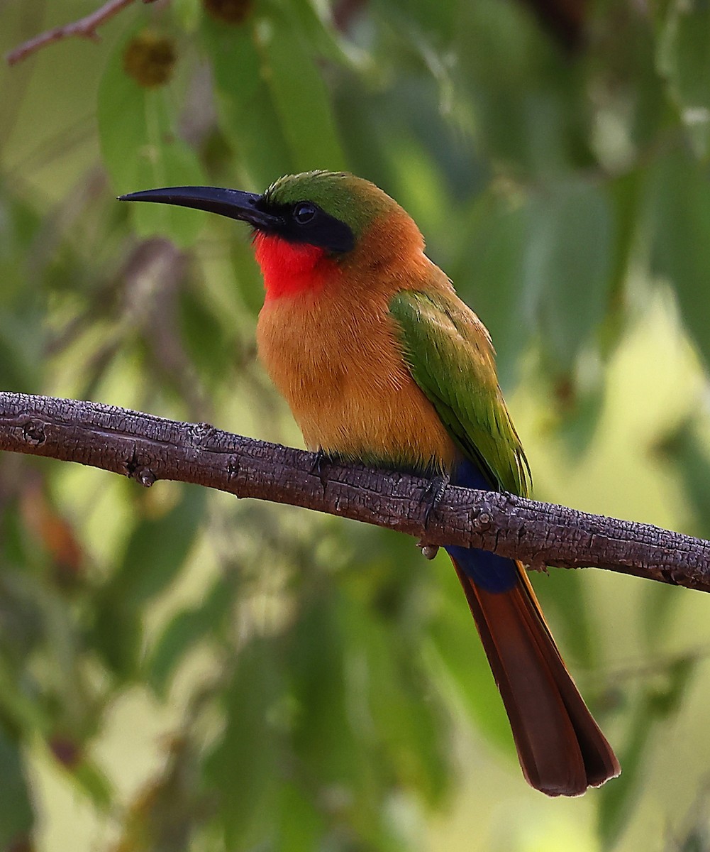 Red-throated Bee-eater - ML610750008