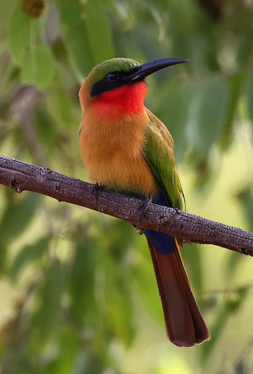 Red-throated Bee-eater - ML610750027