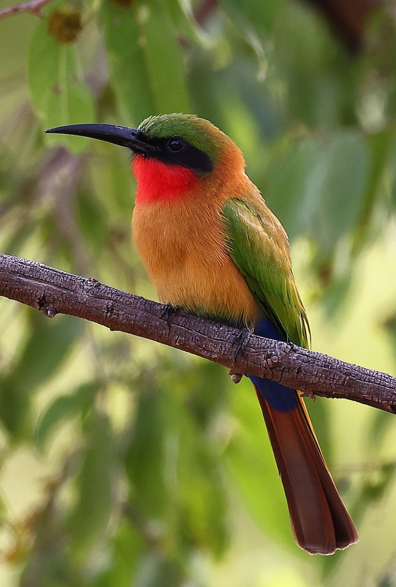 Red-throated Bee-eater - ML610750047