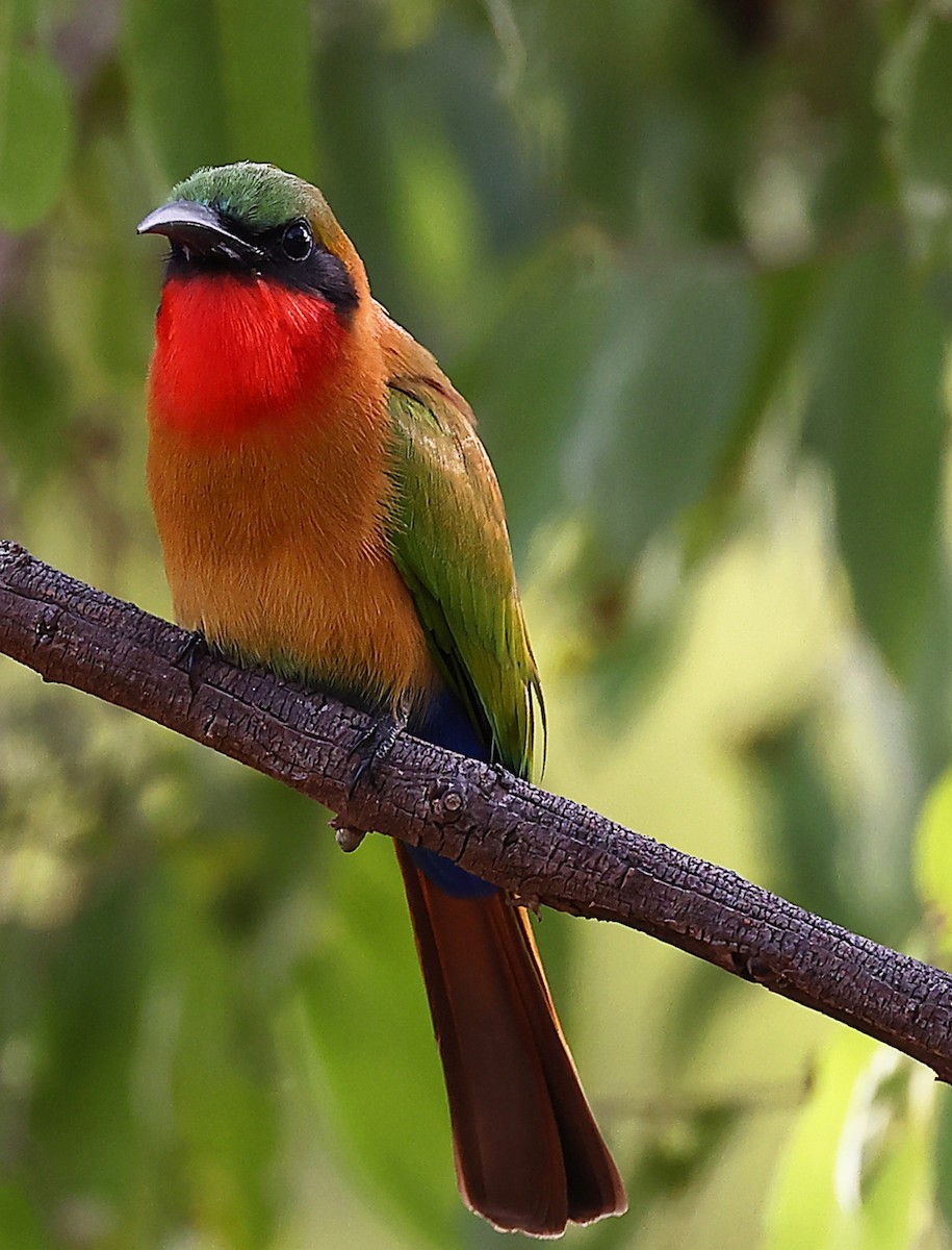 Red-throated Bee-eater - ML610750059