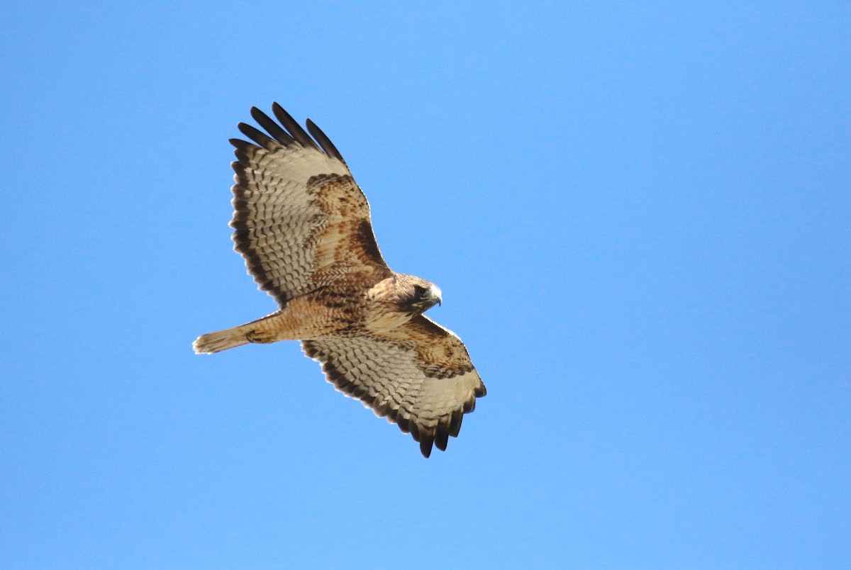Red-tailed Hawk - ML610750151