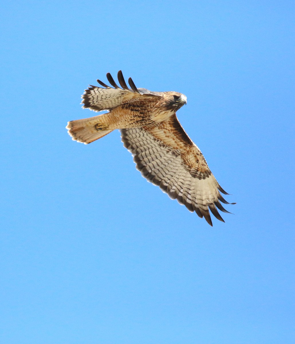 Red-tailed Hawk - ML610750152