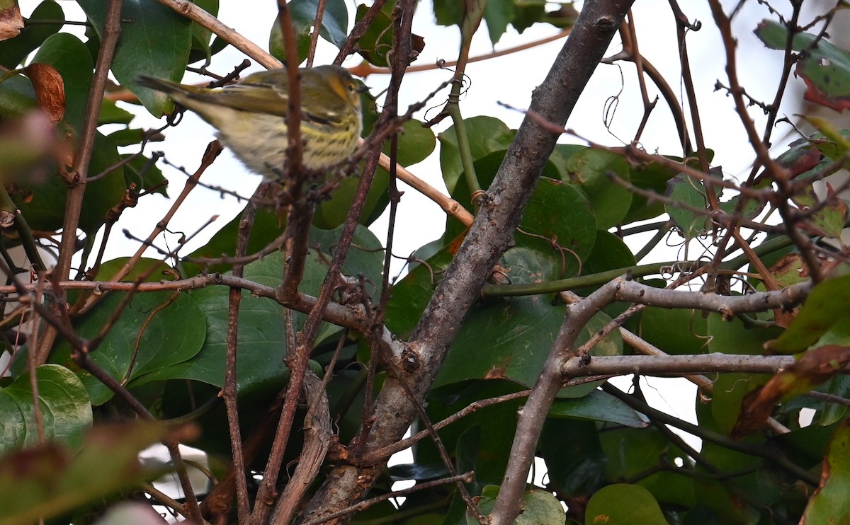 Cape May Warbler - ML610750194