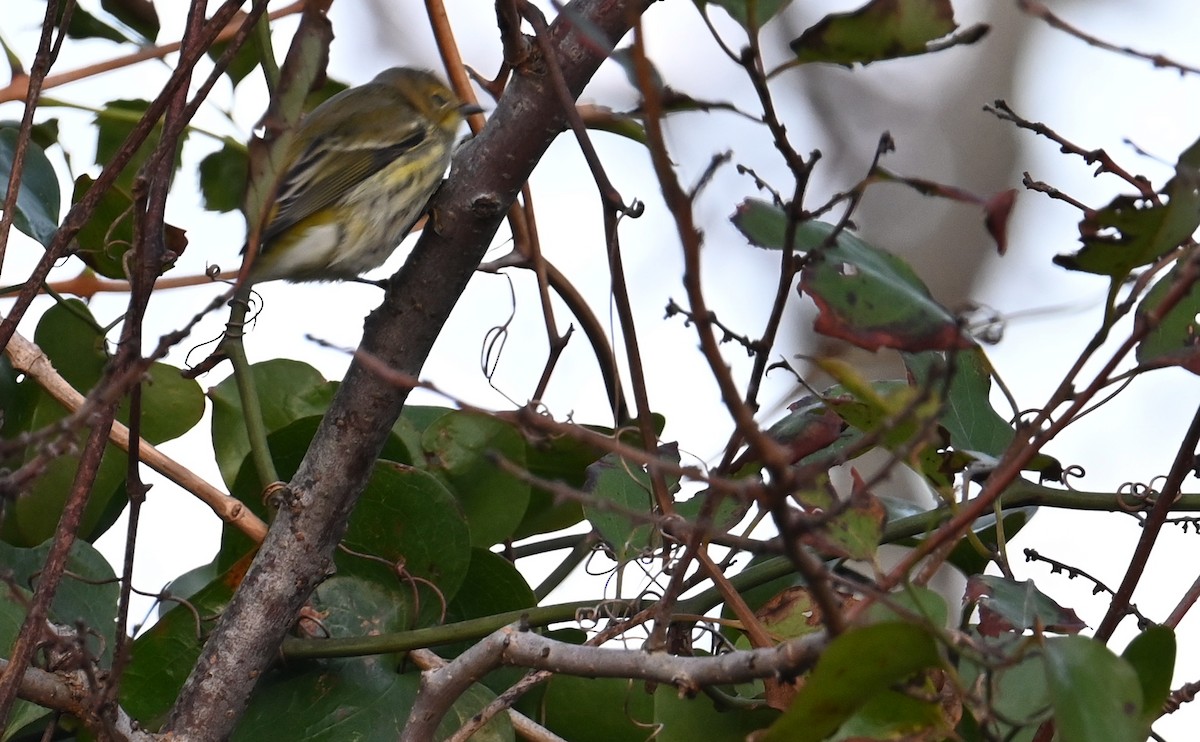 Cape May Warbler - ML610750210