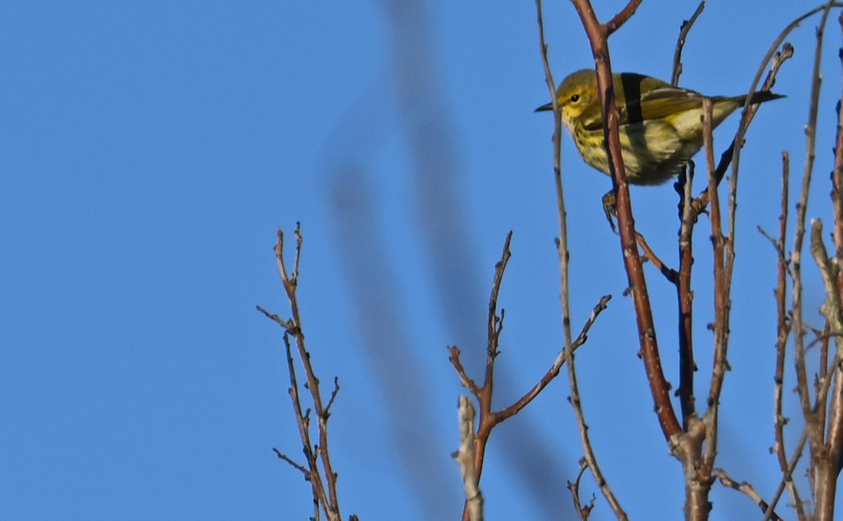 Cape May Warbler - ML610750251