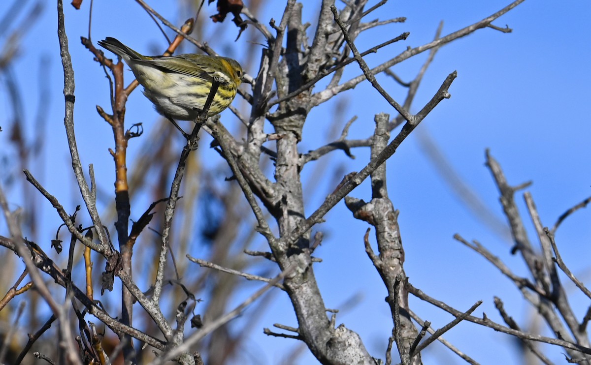 Cape May Warbler - ML610750259
