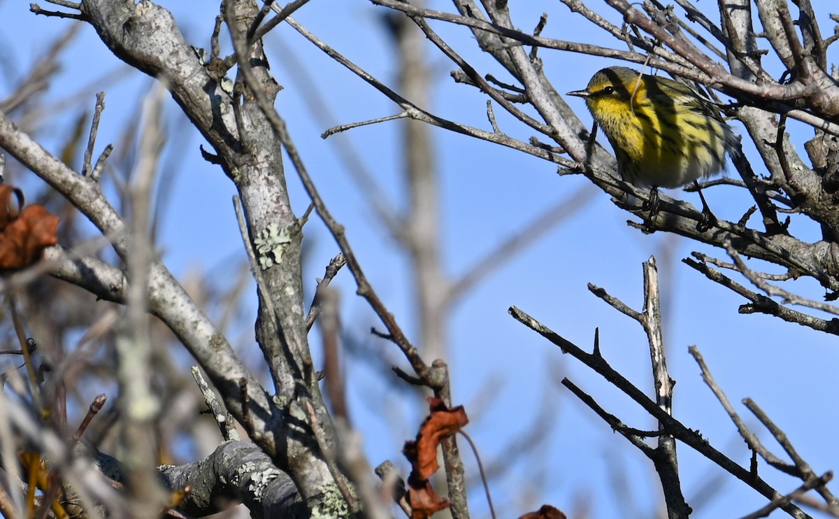 Cape May Warbler - ML610750271