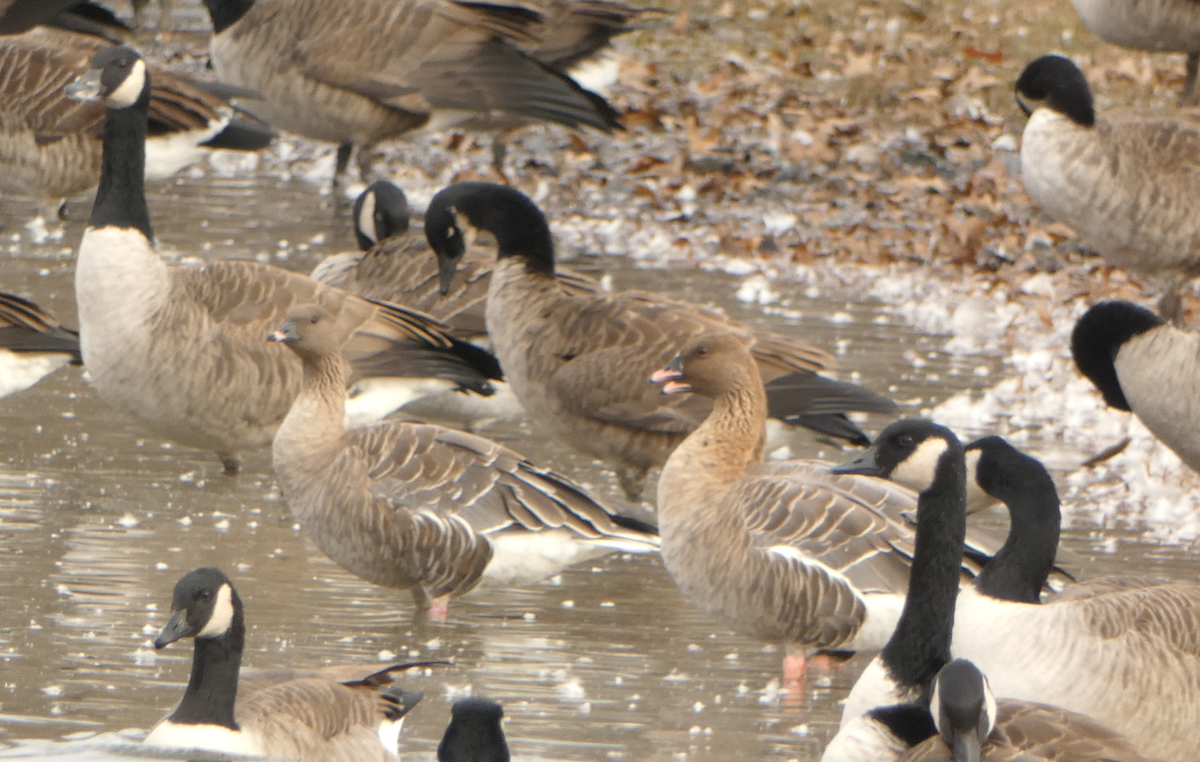 Pink-footed Goose - ML610750288