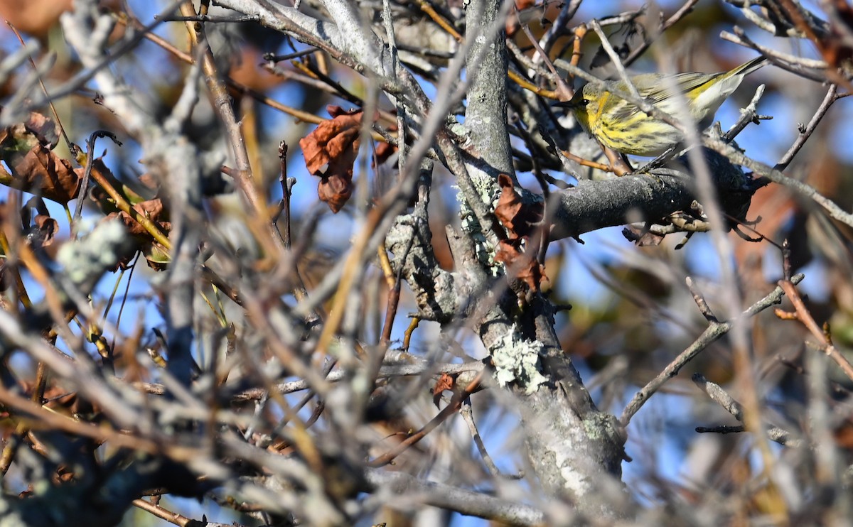 Cape May Warbler - ML610750301