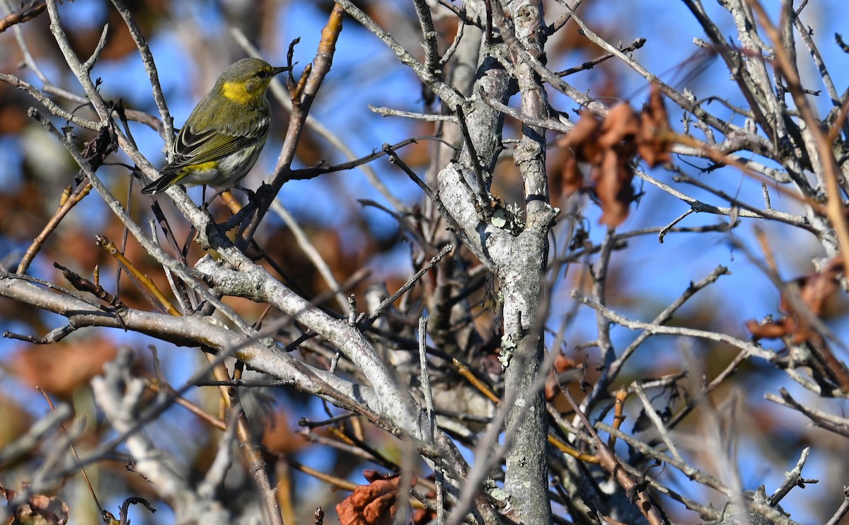 Cape May Warbler - ML610750337