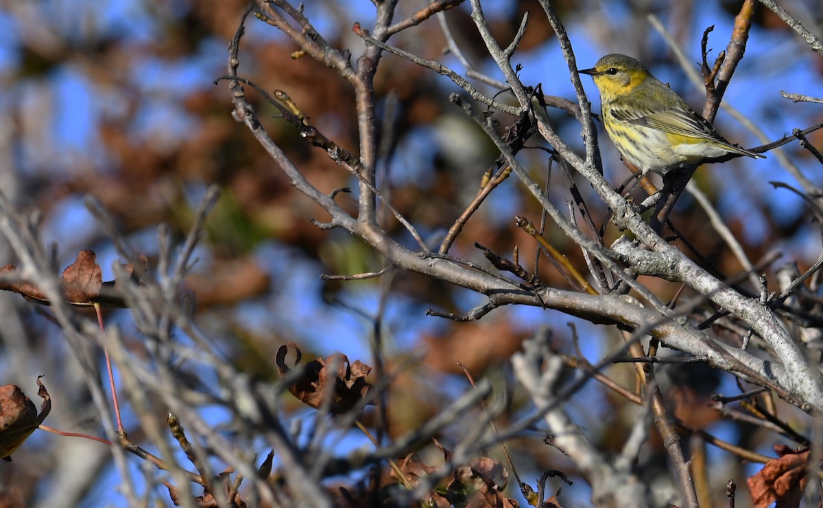 Cape May Warbler - ML610750354