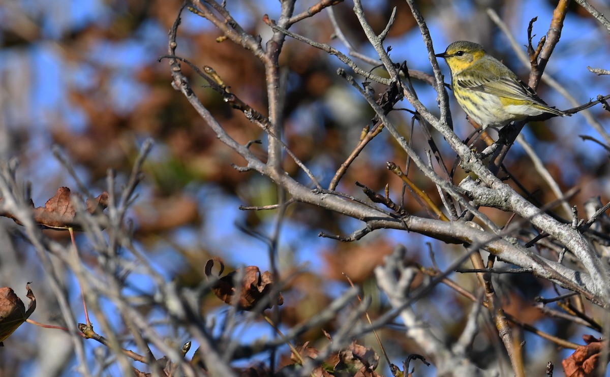 Cape May Warbler - ML610750370
