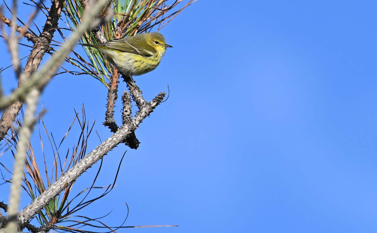 Cape May Warbler - ML610750386