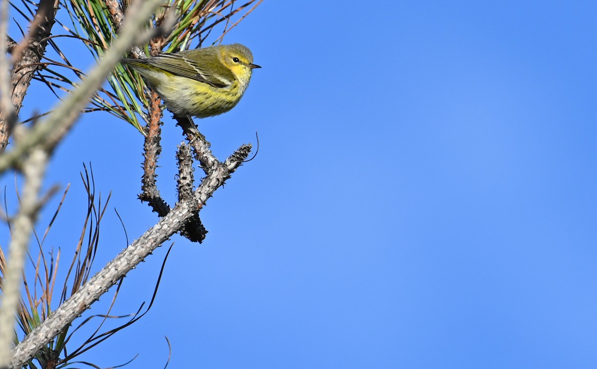 Cape May Warbler - ML610750401