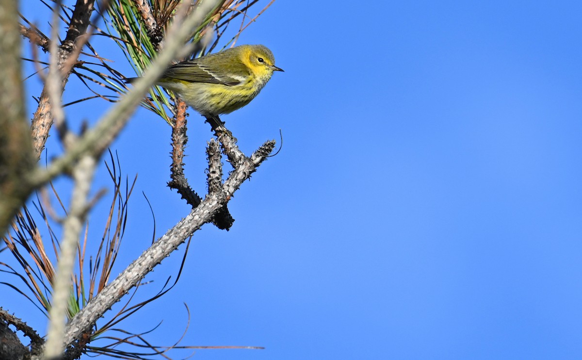 Cape May Warbler - ML610750420