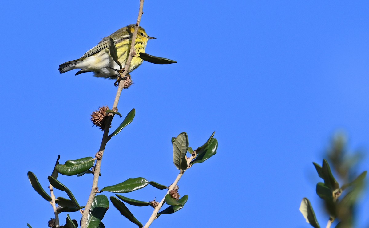 Cape May Warbler - ML610750431