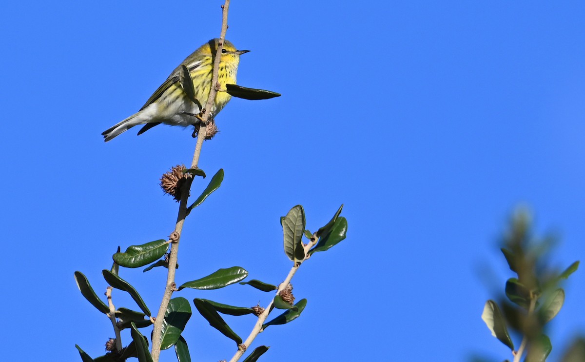 Cape May Warbler - ML610750444