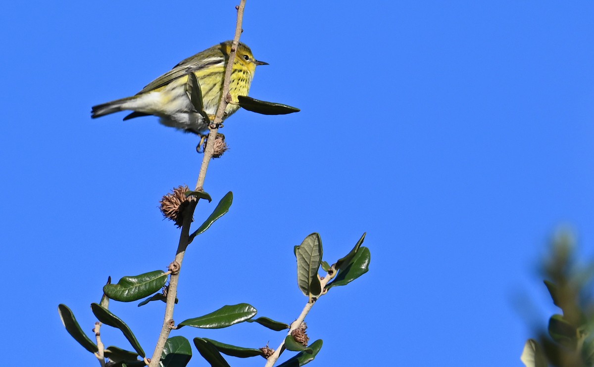 Cape May Warbler - ML610750476