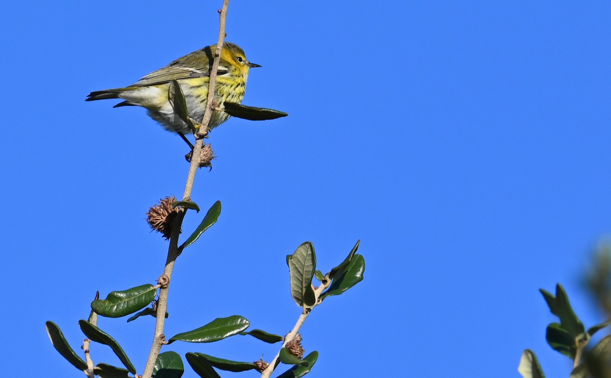 Cape May Warbler - ML610750481