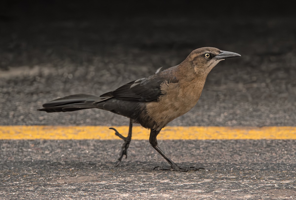 Great-tailed Grackle - ML610750526