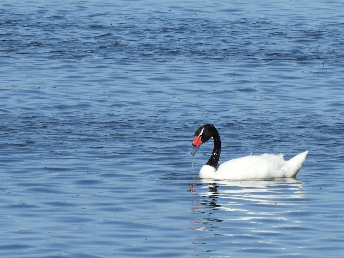 Black-necked Swan - ML610750558